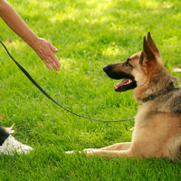 Dog Guard Out Of Sight Fencing