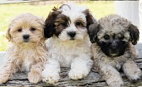Puppies For Sale By Dog Breeders